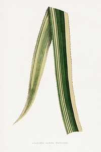 Ananassa Sativa Variegata leaf illustration.  Digitally enhanced from our own original 1865 edition of Les Plantes à Feuillage Coloré by Alexander Francis Lydon & Benjamin Fawsett.