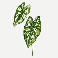 Caladium leaf vintage illustration, green nature graphic psd