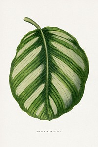 Green Maranta Fasciata leaf illustration.  Digitally enhanced from our own original 1865 edition of Les Plantes à Feuillage Coloré by Alexander Francis Lydon & Benjamin Fawsett.