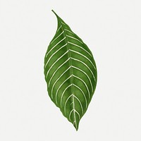 Green leaf collage element, botanical illustration psd