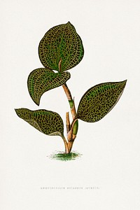 Green Ancectochilus Setaceus leaf illustration.  Digitally enhanced from our own original 1865 edition of Les Plantes à Feuillage Coloré by Alexander Francis Lydon & Benjamin Fawsett.