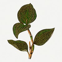 Leaf graphic, botanical illustration