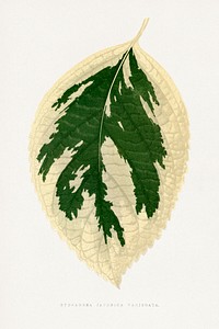 Hydrangea Japonica Variegata leaf illustration.  Digitally enhanced from our own original 1865 edition of Les Plantes à Feuillage Coloré by Alexander Francis Lydon & Benjamin Fawsett.