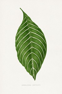 Green Aphelandra Leopoldii leaf illustration.  Digitally enhanced from our own original 1865 edition of Les Plantes à Feuillage Coloré by Alexander Francis Lydon & Benjamin Fawsett.