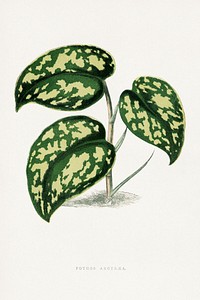 Pothos Argyraea leaf illustration.  Digitally enhanced from our own original 1865 edition of Les Plantes à Feuillage Coloré by Alexander Francis Lydon & Benjamin Fawsett.