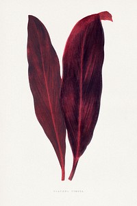 Pink Dracaena Ferrea leaf illustration.  Digitally enhanced from our own original 1865 edition of Les Plantes à Feuillage Coloré by Alexander Francis Lydon & Benjamin Fawsett.