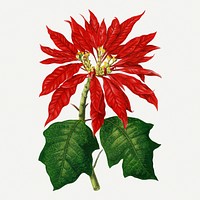 Poinsettia graphic, botanical illustration