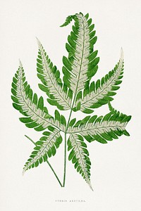 Green Pteris Argyrea leaf illustration.  Digitally enhanced from our own original 1865 edition of Les Plantes à Feuillage Coloré by Alexander Francis Lydon & Benjamin Fawsett.