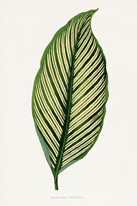 Green Maranta Vittata leaf illustration.  Digitally enhanced from our own original 1865 edition of Les Plantes à Feuillage Coloré by Alexander Francis Lydon & Benjamin Fawsett.