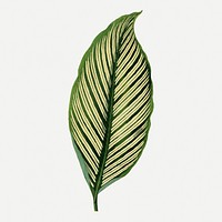 Green leaf collage element, botanical illustration psd