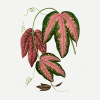 Pink leaf collage element, botanical illustration psd