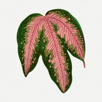 Pink leaf collage element, botanical illustration psd