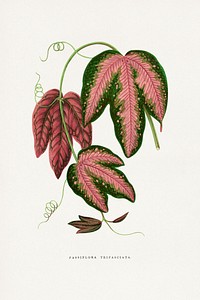 Passiflora Trifasciata leaf illustration.  Digitally enhanced from our own original 1865 edition of Les Plantes à Feuillage Coloré by Alexander Francis Lydon & Benjamin Fawsett.