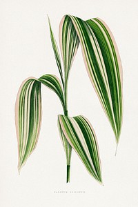 Panicum Plicatum leaf illustration.  Digitally enhanced from our own original 1865 edition of Les Plantes à Feuillage Coloré by Alexander Francis Lydon & Benjamin Fawsett.