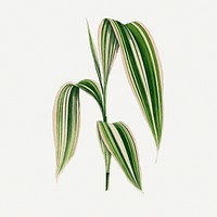 Green leaf graphic, botanical illustration