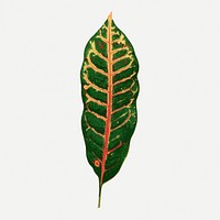 Green leaf collage element, botanical illustration psd