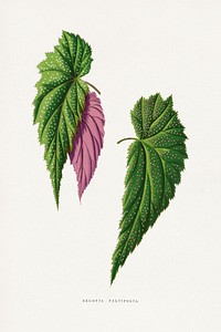 Begonia leaf illustration.  Digitally enhanced from our own original 1865 edition of Les Plantes à Feuillage Coloré by Alexander Francis Lydon & Benjamin Fawsett.