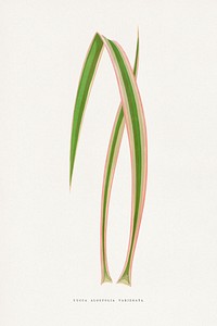 Yucca Aloefolia Variegata leaf illustration.  Digitally enhanced from our own original 1865 edition of Les Plantes à Feuillage Coloré by Alexander Francis Lydon & Benjamin Fawsett.