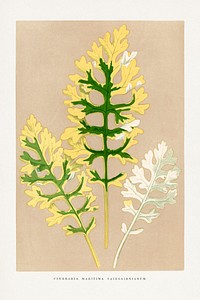 Cineraria Maritima Fairbairnianum leaf illustration.  Digitally enhanced from our own original 1865 edition of Les Plantes à Feuillage Coloré by Alexander Francis Lydon & Benjamin Fawsett.