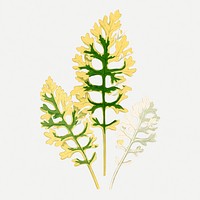 Cineraria leaf vintage illustration, yellow nature graphic psd