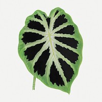 Alocasia leaf vintage illustration, green nature graphic psd