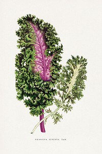 Green wild cabbage leaf illustration. Digitally enhanced from our own original 1865 edition of Les Plantes à Feuillage Coloré by Alexander Francis Lydon & Benjamin Fawsett.