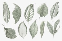 Silver leaf illustration, aesthetic nature graphic set vector