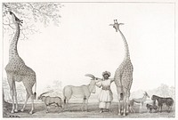 The Majestic and Graceful Giraffes, or Cameleopards, with some Rare Animals of the Gazelle Species (1838) by Edward Williams Clay. Original from The MET Museum. Digitally enhanced by rawpixel.