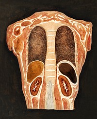 Anatomische studie van de organen in de borstkas, gezien vanuit de rug (1778&ndash;1838) print in high resolution by Anthonie van den Bos. Original from The Rijksmuseum. Digitally enhanced by rawpixel.