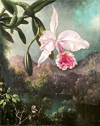 Orchid Blossoms (1873) by <a href="https://www.rawpixel.com/search/Martin%20Johnson%20Heade?sort=curated&amp;page=1">Martin Johnson Heade</a>. Original from The Cleveland Museum of Art. Digitally enhanced by rawpixel.