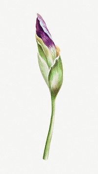 Vintage Japanese iris flower bud design element