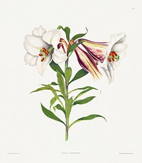 A Selection of Hexandrian Plants, belonging to the natural order of Amaryllidae and Liliacae: Japanese Lily (ca. 1831) by Robert Havell. Original from The Cleveland Museum of Art. Digitally enhanced by rawpixel.