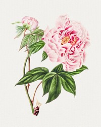 Vintage Chinese tree peony flower illustration botanical wall art
