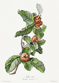 Cultivated Medlar (Mespilus germanica) (ca. 1800) by Gerard van Spaendonck. Original from The Cleveland Museum of Art. Digitally enhanced by rawpixel.