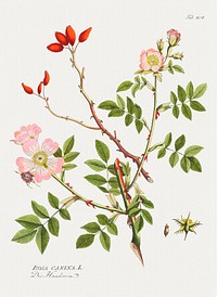 Vintage dog rose flower botanical illustration wall art