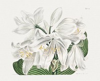 The Botanical Magazine or Flower Garden Displayed: White Cape&ndash;Coast Lily (1806) by Sydenham Edwards. Original from The Cleveland Museum of Art. Digitally enhanced by rawpixel.