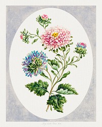 Vintage large double china aster flower illustration botanical art print