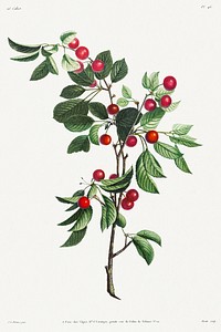 Collection des fleurs et des fruits: Branches de C&eacute;rises pr&eacute;coce (1805) by Jean Louis Pr&eacute;vost. Original from The Cleveland Museum of Art. Digitally enhanced by rawpixel.