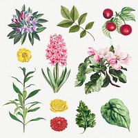 Beautiful vintage flower illustrations set