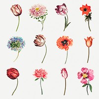 Beautiful vintage flower illustrations set