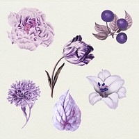 Vintage purple flower, fruit and leaf collection