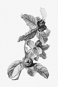 Vintage black and white medlar fruit with leaves design element