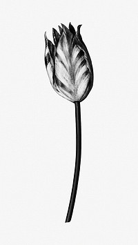 Vintage black and white tulip flower design element