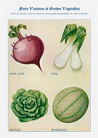 Garden vegetable watercolor illustration. Digitally enhanced from our own original copy of The Open Door to Independence (1915) by Thomas E. Hill. 