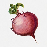 Kohl Rabi sticker, vintage watercolor illustration psd, digitally enhanced from our own original copy of The Open Door to Independence (1915) by Thomas E. Hill.