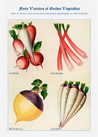 Garden vegetable watercolor illustration. Digitally enhanced from our own original copy of The Open Door to Independence (1915) by Thomas E. Hill. 