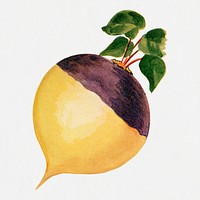 Rutabaga sticker, vintage watercolor illustration psd, digitally enhanced from our own original copy of The Open Door to Independence (1915) by Thomas E. Hill.
