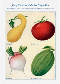 Garden vegetable watercolor illustration. Digitally enhanced from our own original copy of The Open Door to Independence (1915) by Thomas E. Hill. 