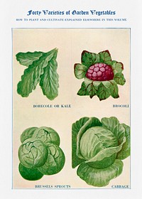 Garden vegetable watercolor illustration. Digitally enhanced from our own original copy of The Open Door to Independence (1915) by Thomas E. Hill. 