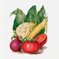 Vegetable clip art, vintage watercolor illustration psd, digitally enhanced from our own original copy of The Open Door to Independence (1915) by Thomas E. Hill.